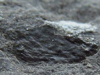 ハダカイワシ科？鱗化石