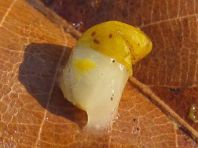 イメージ 4