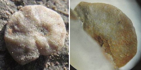 有孔虫(左)とそれに酷似した耳石とされている標本