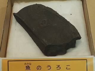 イメージ 7