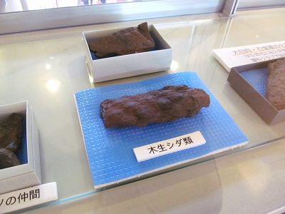 イメージ 7