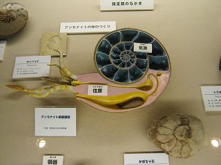 イメージ 6