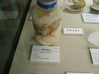 イメージ 7