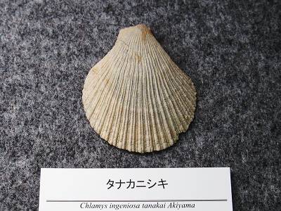 イメージ 4