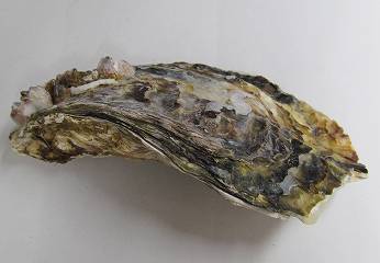 牡蠣の化石(1) 28 カキの不思議 | サウルスくんのブログ - 楽天ブログ