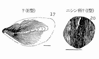イメージ 7