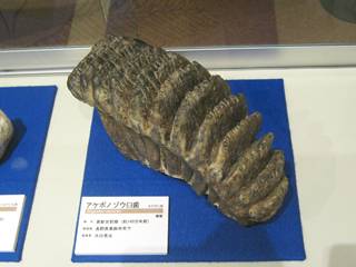 イメージ 1