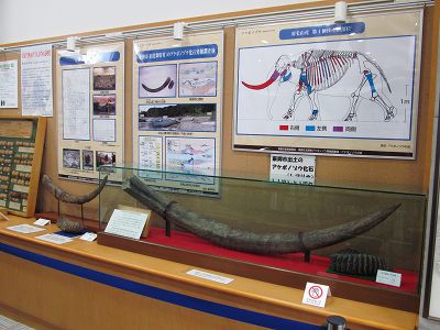 バタグルミ化石 d オオバタグルミの化石 - 見学体験日記