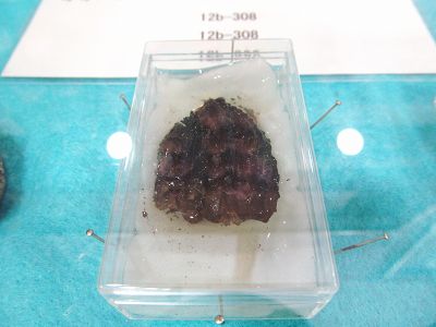 オオバタグルミの化石 - 見学体験日記