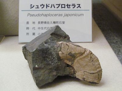 イメージ 7