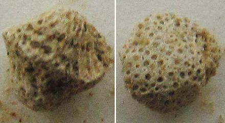 カイメン?スナツブコケムシ? カイメン?スナツブコケムシ?
