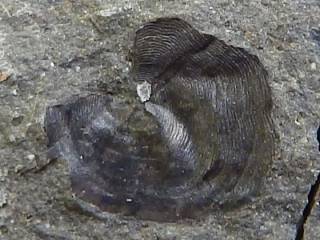 ハダカイワシ科？の鱗