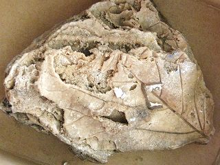 石灰華の蛇骨 - 見学体験日記