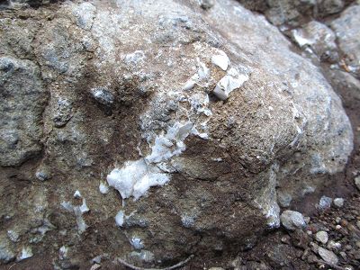 そろばん玉のような蛇骨石」の謎 - 見学体験日記