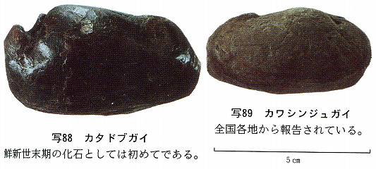 イメージ 5