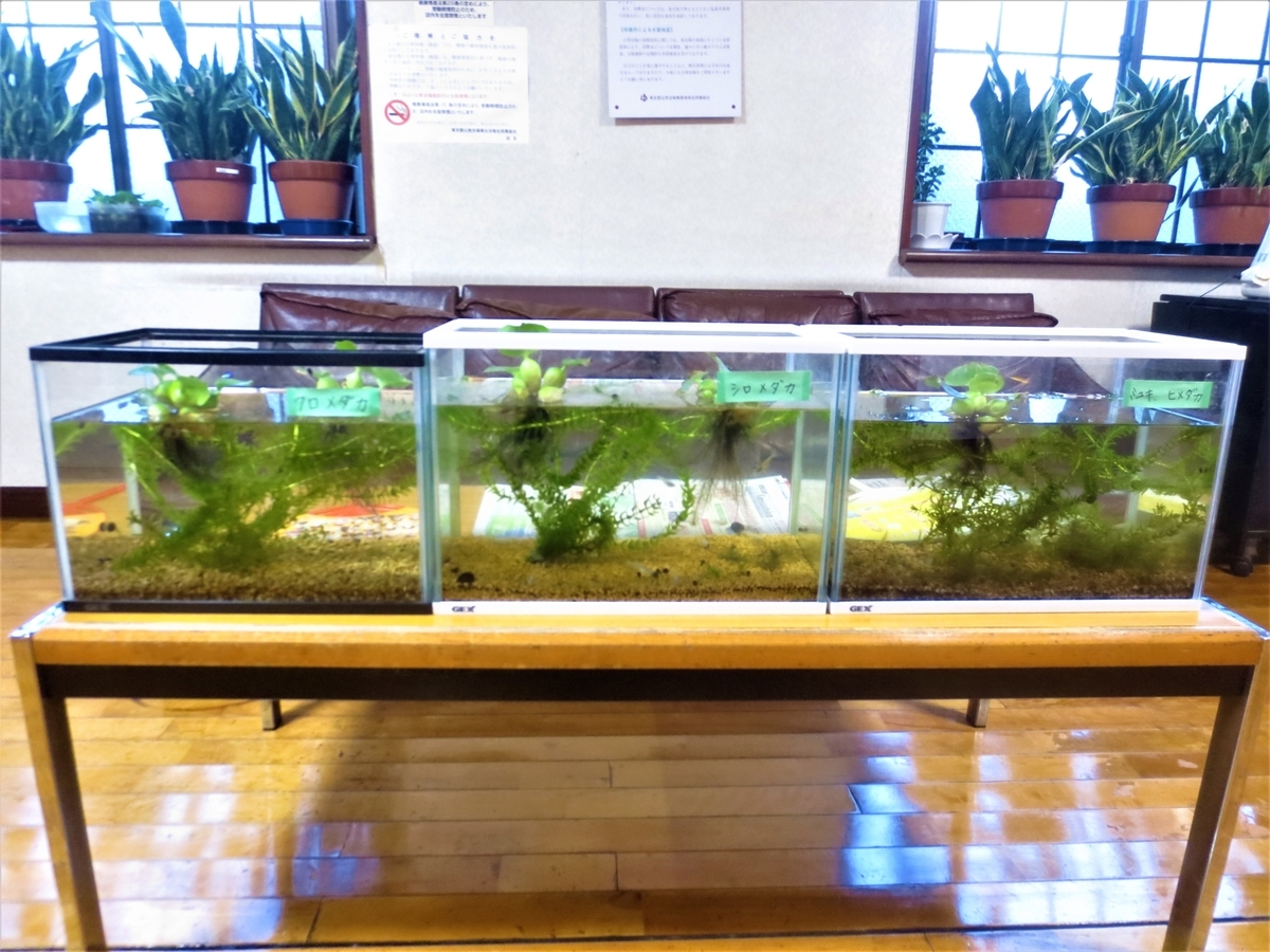 f:id:kenichirouk:20200709072008j:plain