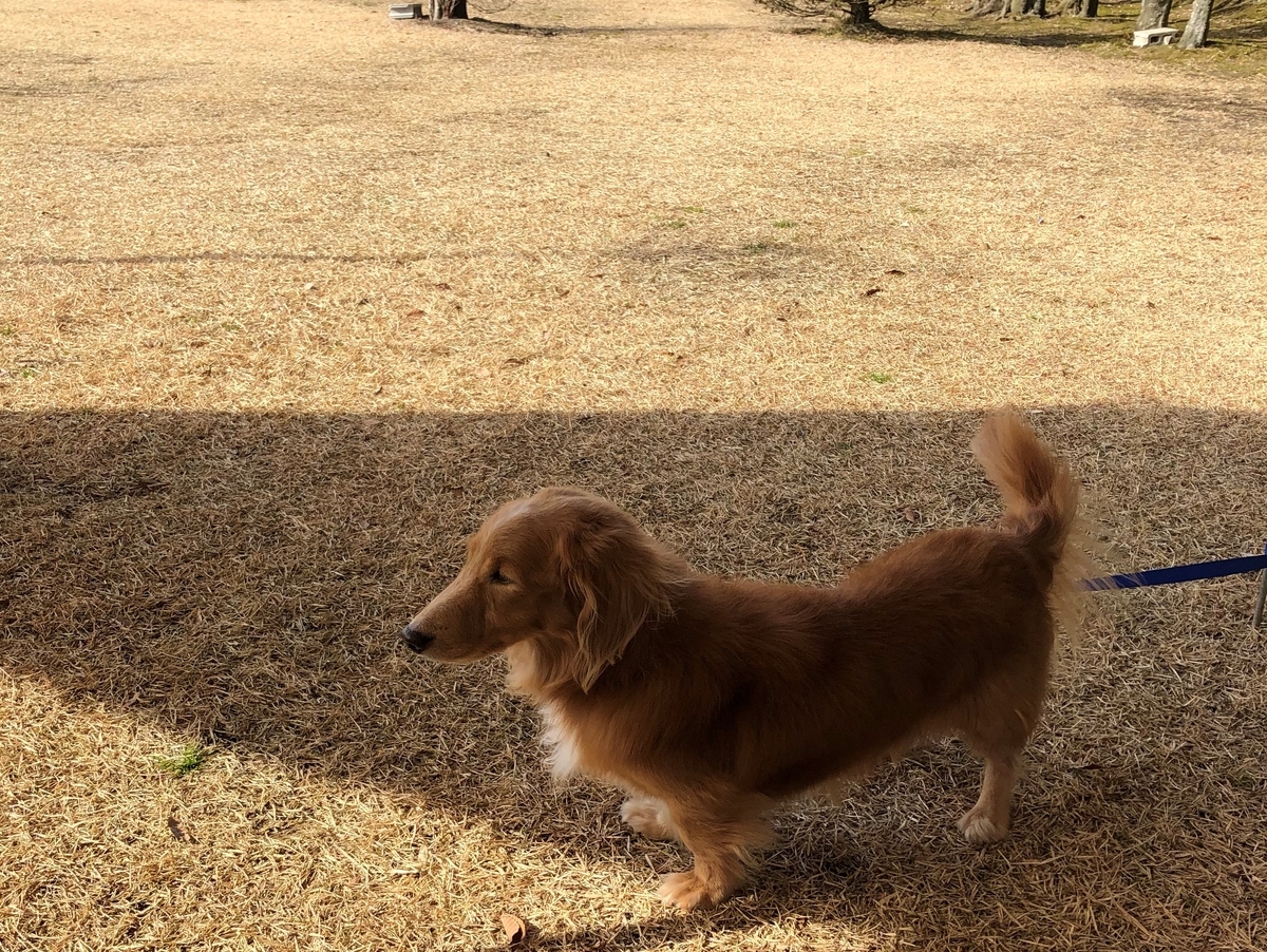 f:id:kenji79411:20211021180630j:plain