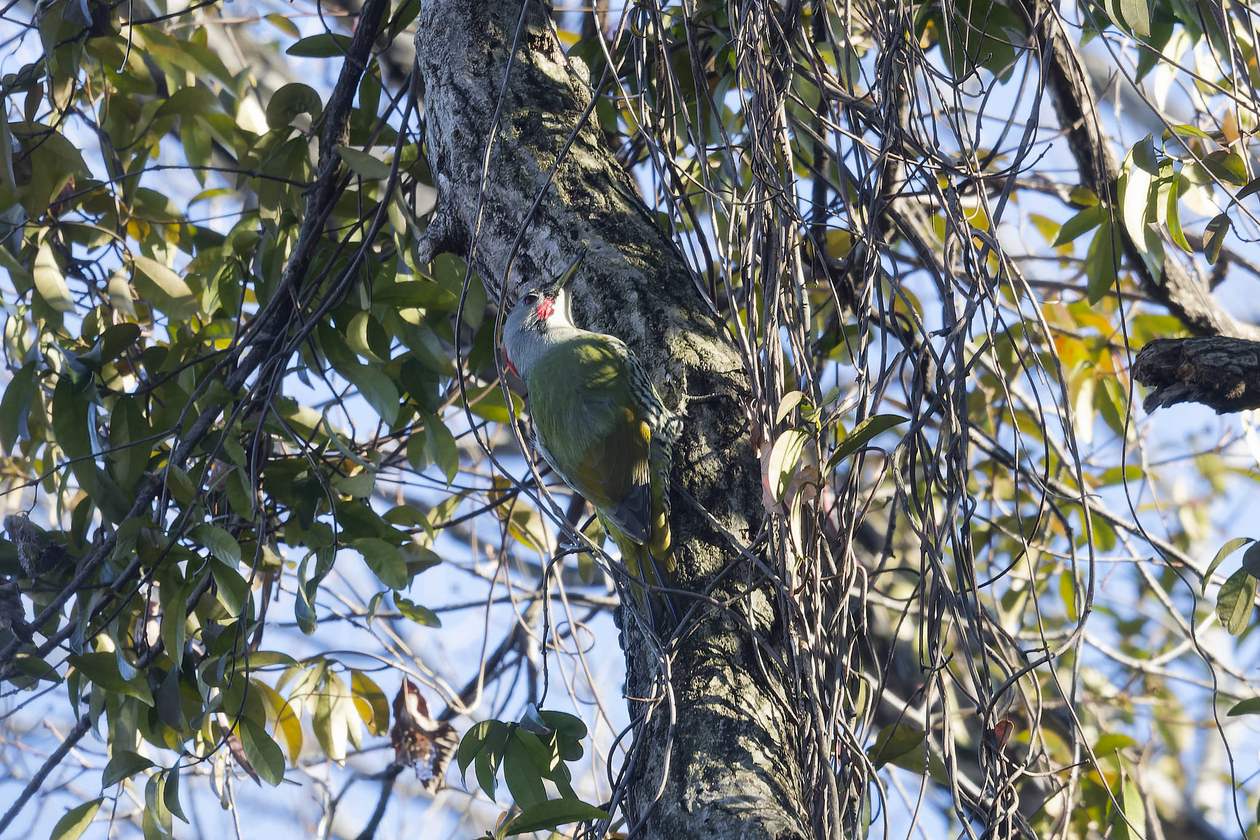 樹上落鳥 若林 登鳩舎