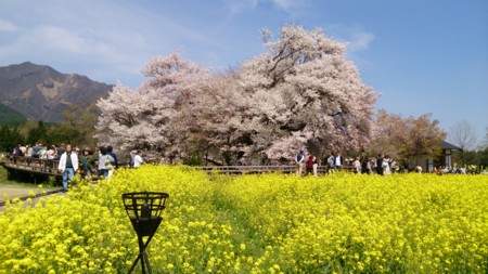  菜の花と桜(*´ω｀*)