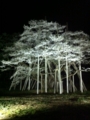 根尾谷淡墨桜の夜景