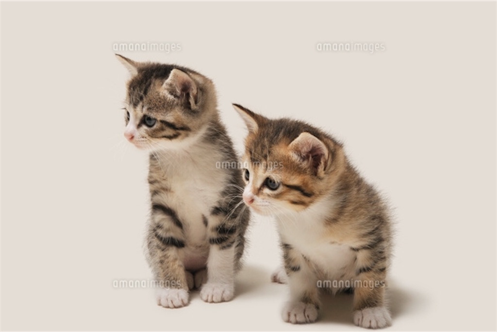 f:id:kenken528:20190213023239j:image f:id:kenken528:20190213023239j:image