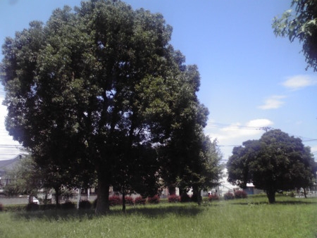 篠崎公園