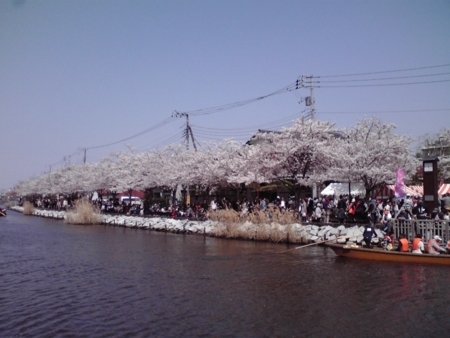 桜2018新川千本桜