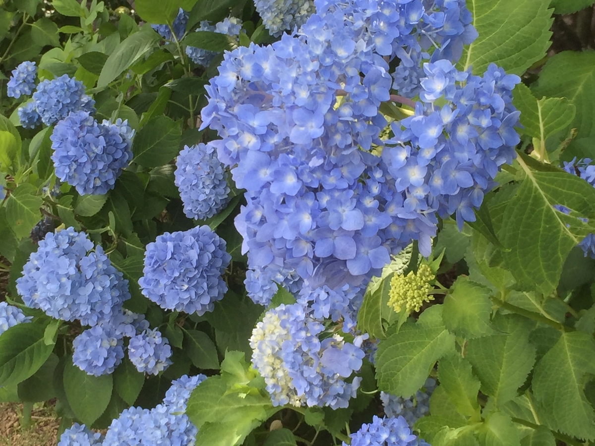 f:id:kenko2918:20200712122855j:plain f:id:kenko2918:20200712122855j:plain