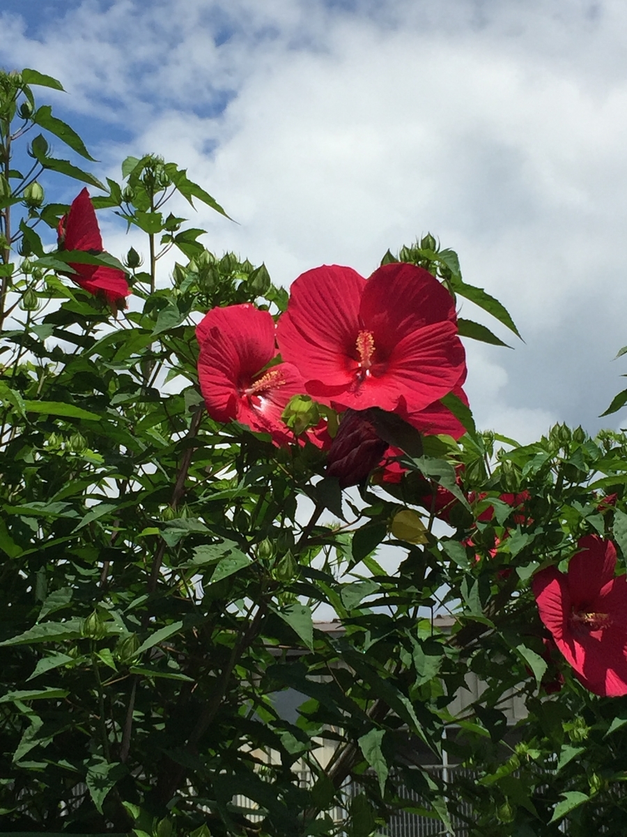 f:id:kenko2918:20200718111749j:plain f:id:kenko2918:20200718111749j:plain