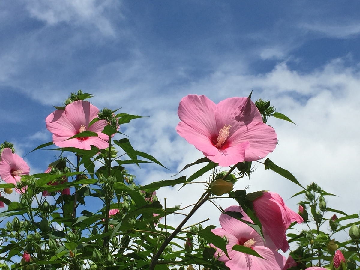 f:id:kenko2918:20200718112529j:plain f:id:kenko2918:20200718112529j:plain