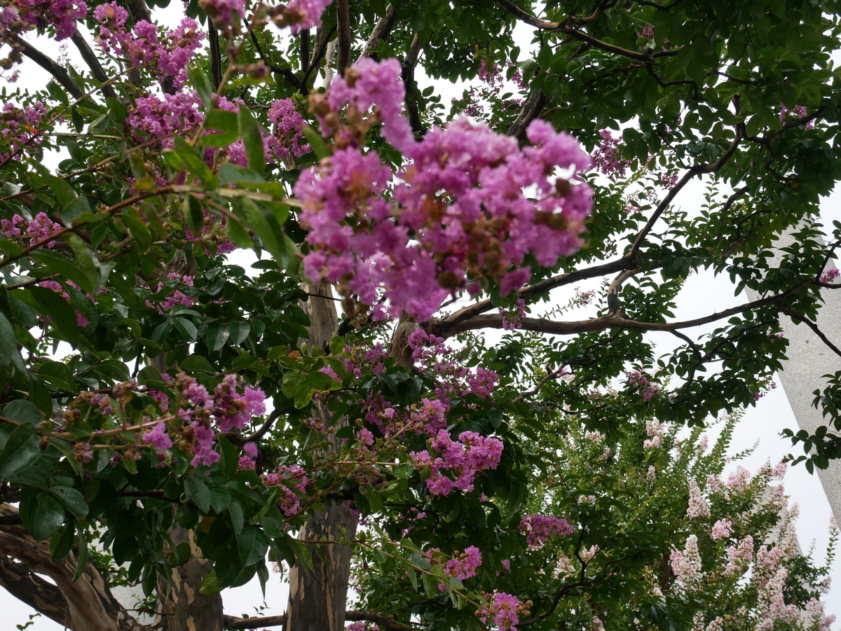 f:id:kenko2918:20200808170416j:plain f:id:kenko2918:20200808170416j:plain