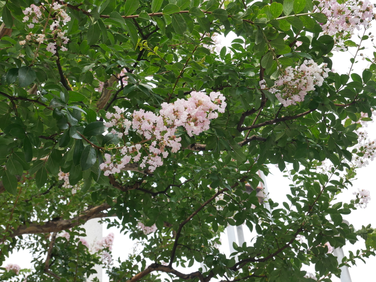 f:id:kenko2918:20200808170541j:plain f:id:kenko2918:20200808170541j:plain