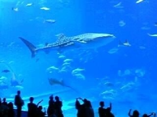 f:id:kenkong:20090207163937j:image f:id:kenkong:20090207163937j:image
