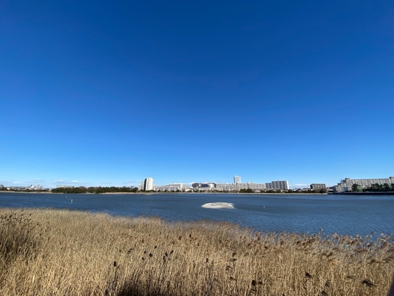 谷津干潟を散歩する 都市化の中に四角い湿地が残されたのはなぜ？ - kzlog