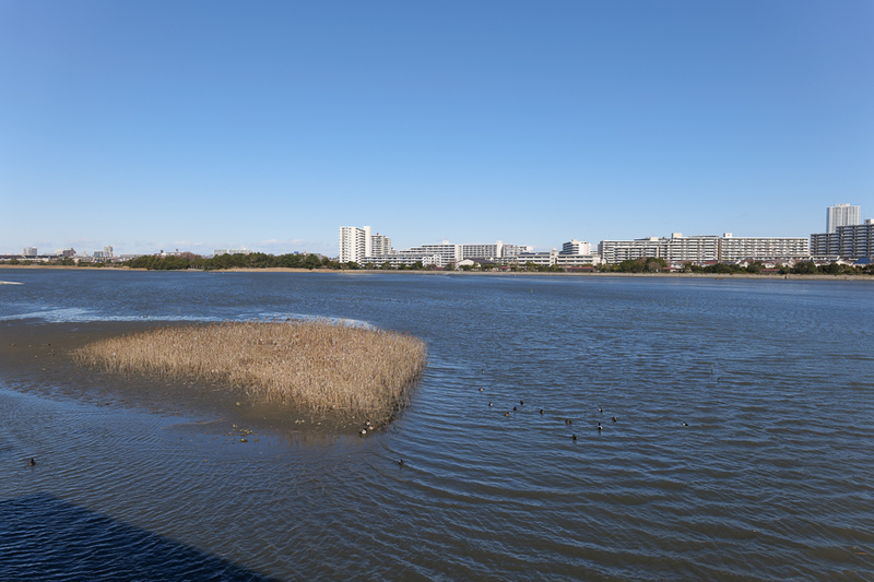 谷津干潟を散歩する 都市化の中に四角い湿地が残されたのはなぜ？ - kzlog