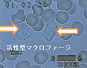 f:id:kenkoshido:20200401102241p:plain f:id:kenkoshido:20200401102241p:plain