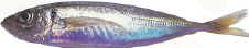 f:id:kenkoshido:20200401183601p:plain f:id:kenkoshido:20200401183601p:plain