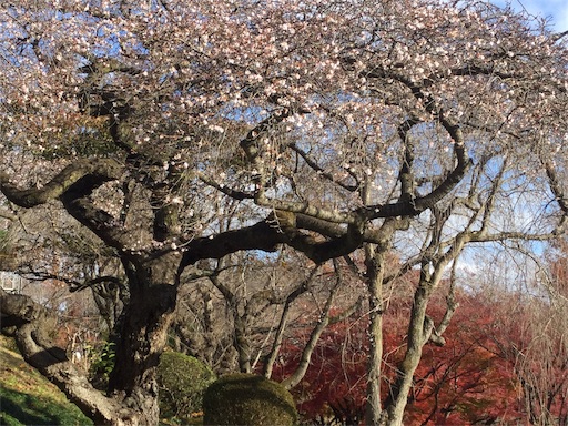 f:id:kenkou_1199:20191130110653j:image