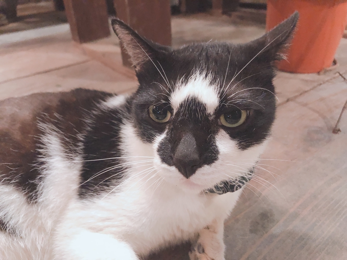 f:id:kenkoureha:20190706000235j:plain f:id:kenkoureha:20190706000235j:plain