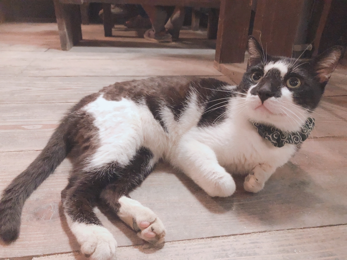 f:id:kenkoureha:20190706000406j:plain f:id:kenkoureha:20190706000406j:plain