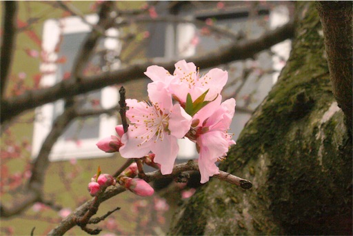 f:id:kenkun83lamer:20180329093500j:image