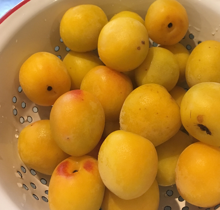 f:id:kenmania:20180831100750j:plain