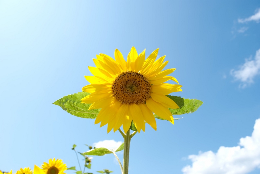 f:id:kenmoja:20161113150056j:plain