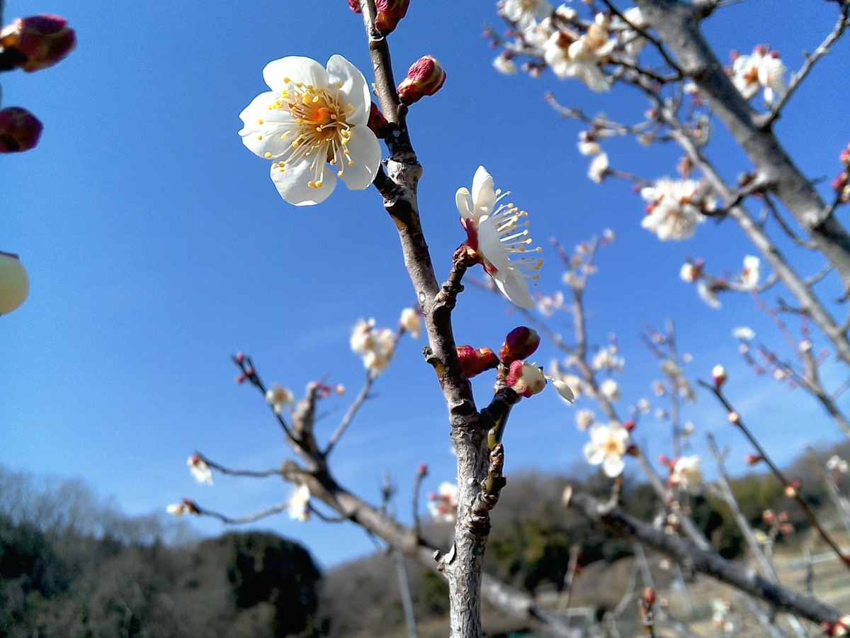 f:id:kenmori-okayama:20190401211100j:plain f:id:kenmori-okayama:20190401211100j:plain