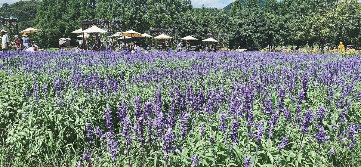 f:id:kenmori123:20200818194232j:plain