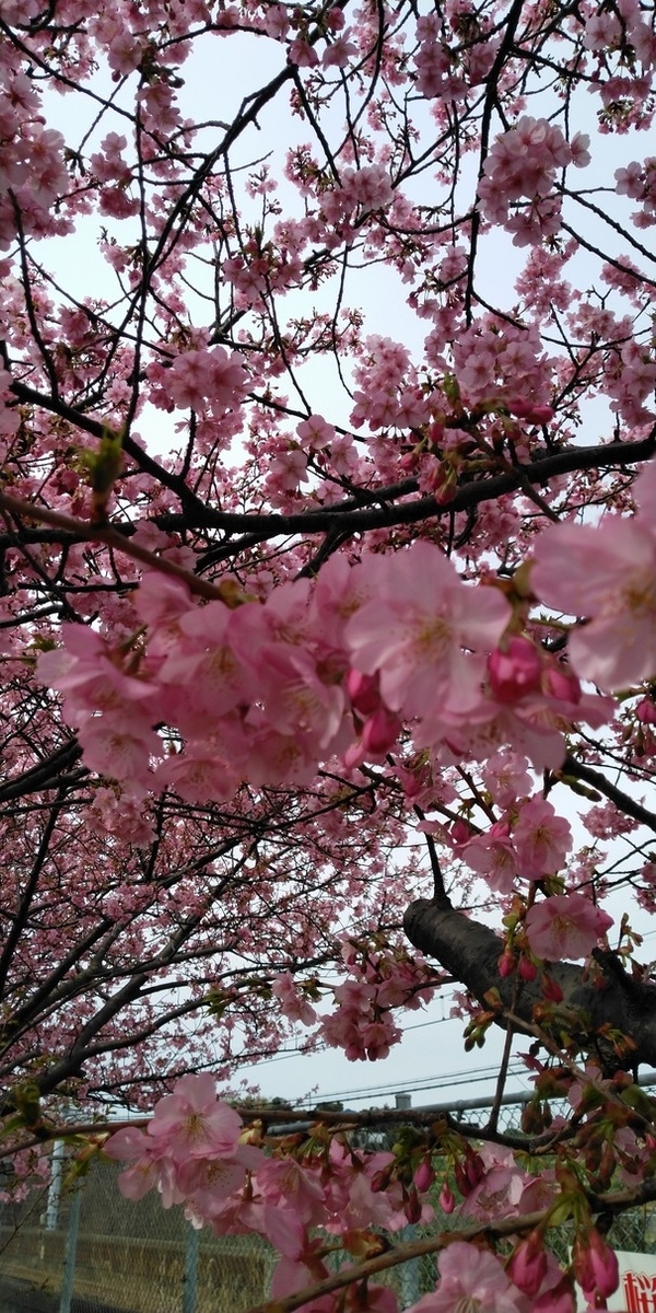 f:id:kennzi01:20200216144757j:plain f:id:kennzi01:20200216144757j:plain