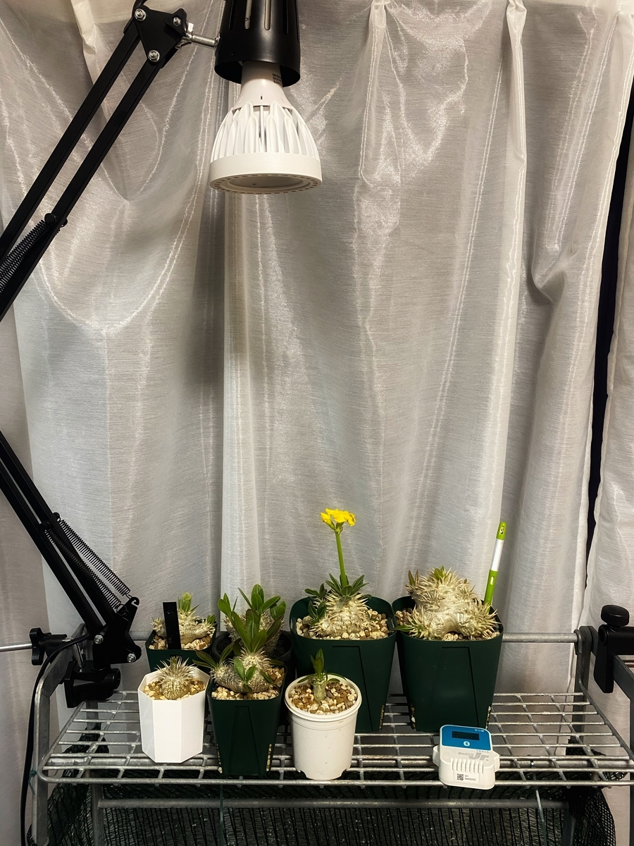 恵比寿大黒を育てる難しさとは （かぜ編） - 徒然なるままに・・・