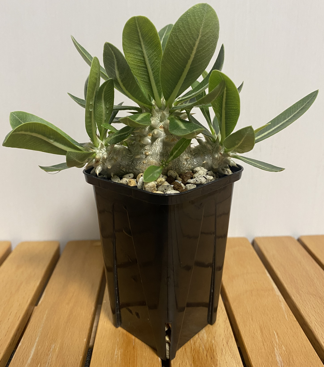 恵比寿大黒紹介パート3 2023年4月～9月成長日記 - 徒然なるままに・・・