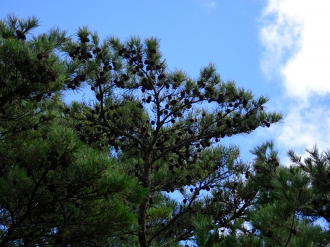 松に関する雑学！ - 面白雑学・豆知識ブログ！