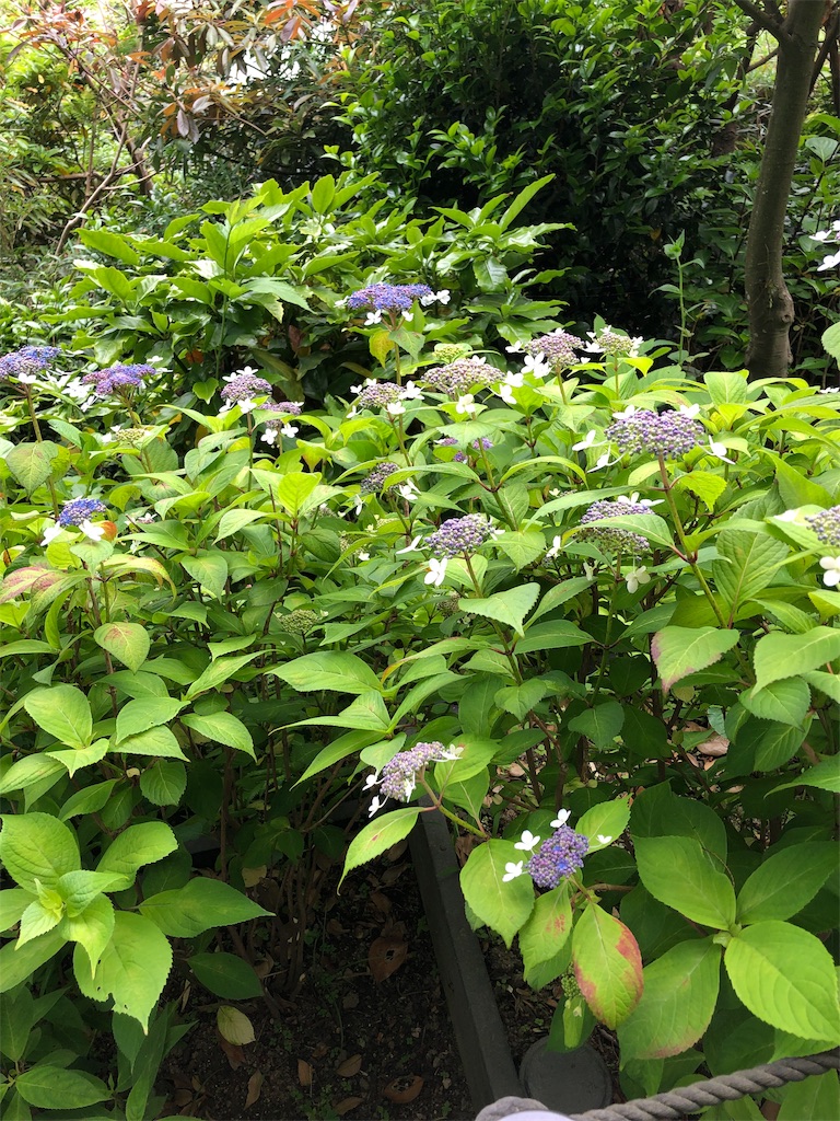 f:id:kensdream1:20190521204159j:image f:id:kensdream1:20190521204159j:image